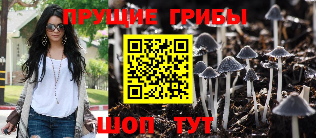 Люберцы  Галлюциногенные грибы Cubensis  Вход с VPN 